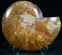 Cut and Polished Ammonite (Half) #7343-1